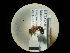 (Krombeinella wolfi - CCDB-09787-E05)  @11 [ ] Copyright  G. Blagoev 2010 Unspecified