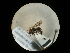  (Smicromyrme ausonia - CCDB-09787-G11)  @11 [ ] Copyright  G. Blagoev 2010 Unspecified