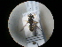  (Oxybelus argentatus - CCDB-09788-E01)  @11 [ ] Copyright  G. Blagoev 2010 Unspecified