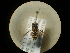  (Oxybelus maculipes - CCDB-09788-E11)  @12 [ ] Copyright  G. Blagoev 2010 Unspecified