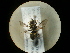  (Oxybelus mucronatus - CCDB-09788-F01)  @11 [ ] Copyright  G. Blagoev 2010 Unspecified