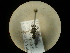  (Oxybelus dissectus - CCDB-09788-G02)  @12 [ ] Copyright  G. Blagoev 2010 Unspecified