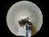  ( - CCDB-09788-G05)  @11 [ ] Copyright  G. Blagoev 2010 Unspecified