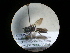  (Gastrosericus neavei - CCDB-09789-E07)  @11 [ ] Copyright  G. Blagoev 2010 Unspecified