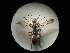  (Sphex pruinosus - CCDB-09789-F06)  @14 [ ] Copyright  G. Blagoev 2010 Unspecified
