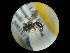  ( - CCDB-09789-F11)  @11 [ ] Copyright  G. Blagoev 2010 Unspecified