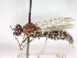  (Smicromyrme inconstans - CCDB-12230-G06)  @11 [ ] Copyright  G. Blagoev 2010 Unspecified