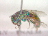  (Chrysura hybrida - CCDB-12231-E02)  @13 [ ] Copyright  G. Blagoev 2010 Unspecified