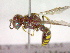  ( - CCDB-12231-F11)  @13 [ ] Copyright  G. Blagoev 2010 Unspecified