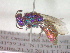  (Chrysura refulgens - CCDB-12231-H03)  @13 [ ] Copyright  G. Blagoev 2010 Unspecified