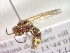  ( - CCDB-12232-C03)  @13 [ ] Copyright  G. Blagoev 2010 Unspecified