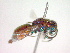  (Chrysura candens - CCDB-12233-B07)  @13 [ ] Copyright  G. Blagoev 2010 Unspecified