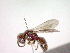  ( - CCDB-12233-D04)  @12 [ ] Copyright  G. Blagoev 2010 Unspecified