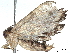  (Metalectra Malaise6742 - BIOUG58685-G10)  @13 [ ] CreativeCommons - Attribution (2022) CBG Photography Group Centre for Biodiversity Genomics