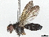  (Actinochaeta Malaise4463 - BIOUG58688-A01)  @11 [ ] CreativeCommons - Attribution (2022) CBG Photography Group Centre for Biodiversity Genomics