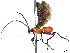  (unclassified Alysiinae - BIOUG58689-C11)  @15 [ ] CreativeCommons - Attribution (2022) CBG Photography Group Centre for Biodiversity Genomics