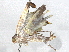 (Opisthoxia asopisDHJ03 - BIOUG63925-C06)  @11 [ ] CreativeCommons - Attribution (2022) CBG Photography Group Centre for Biodiversity Genomics