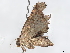  (Metalectra Malaise6834 - BIOUG63925-D02)  @11 [ ] CreativeCommons - Attribution (2023) CBG Photography Group Centre for Biodiversity Genomics