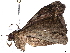  (Ipanephis Malaise8621 - BIOUG63964-A01)  @11 [ ] CreativeCommons - Attribution (2022) CBG Photography Group Centre for Biodiversity Genomics