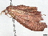  (Semaeopus Malaise5000 - BIOUG66596-B11)  @11 [ ] CreativeCommons - Attribution (2022) CBG Photography Group Centre for Biodiversity Genomics