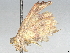  ( - BIOUG66598-E04)  @11 [ ] CreativeCommons - Attribution (2033) CBG Photography Group Centre for Biodiversity Genomics
