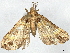  (Psaliodes Malaise9075 - BIOUG70350-G12)  @14 [ ] CreativeCommons - Attribution (2022) CBG Photography Group Centre for Biodiversity Genomics