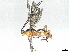 (Aleiodes Malaise6467 - BIOUG70351-A12)  @11 [ ] CreativeCommons - Attribution (2022) CBG Photography Group Centre for Biodiversity Genomics