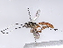  (Lissonota Malaise3945 - BIOUG70353-D03)  @11 [ ] CreativeCommons - Attribution (2022) CBG Photography Group Centre for Biodiversity Genomics