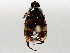  ( - BIOUG71234-F11)  @11 [ ] CreativeCommons - Attribution (2021) Centre for Biodiversity Genomics Centre for Biodiversity Genomics