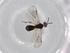  (Stiropius Malaise2190 - BIOUG71413-B02)  @12 [ ] CreativeCommons - Attribution (2021) Centre for Biodiversity Genomics Centre for Biodiversity Genomics