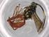  (Coelichneumon Malaise6635 - BIOUG71579-A11)  @11 [ ] CreativeCommons - Attribution (2021) Centre for Biodiversity Genomics Centre for Biodiversity Genomics