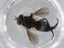  (Phytomyptera Janzen7424 - BIOUG71752-E05)  @11 [ ] CreativeCommons - Attribution (2021) Centre for Biodiversity Genomics Centre for Biodiversity Genomics