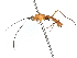  ( - BIOUG58691-H06)  @11 [ ] CreativeCommons - Attribution (2022) CBG Photography Group Centre for Biodiversity Genomics