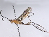  ( - BIOUG63927-G07)  @11 [ ] CreativeCommons - Attribution (2022) CBG Photography Group Centre for Biodiversity Genomics