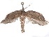  (Antaeotricha Malaiise8432 - BIOUG63928-G09)  @11 [ ] CreativeCommons - Attribution (2022) CBG Photography Group Centre for Biodiversity Genomics