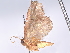 (Idaea Malaise9786 - BIOUG63929-H03)  @11 [ ] CreativeCommons - Attribution (2022) CBG Photography Group Centre for Biodiversity Genomics