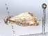  (pyrMalaise8525 - BIOUG63929-H10)  @11 [ ] CreativeCommons - Attribution (2022) CBG Photography Group Centre for Biodiversity Genomics