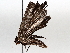  ( - BIOUG63998-F07)  @11 [ ] CreativeCommons - Attribution (2021) Centre for Biodiversity Genomics Centre for Biodiversity Genomics