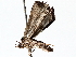  ( - BIOUG64000-A12)  @11 [ ] CreativeCommons - Attribution (2021) CBG Photography Group Centre for Biodiversity Genomics