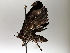  ( - BIOUG64449-C12)  @11 [ ] CreativeCommons - Attribution (2021) Centre for Biodiversity Genomics Centre for Biodiversity Genomics