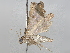  (spiloMalaise01 Malaise9147 - BIOUG70359-G09)  @11 [ ] CreativeCommons - Attribution (2050) CBG Photography Group Centre for Biodiversity Genomics