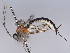  (Zaglyptus Malaise6226 - BIOUG70361-B04)  @11 [ ] CreativeCommons - Attribution (2022) CBG Photography Group Centre for Biodiversity Genomics