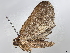  ( - BIOUG71217-C07)  @11 [ ] CreativeCommons - Attribution (2052) CBG Photography Group Centre for Biodiversity Genomics