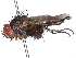  (Cryptomeigenia Malaise1622 - BIOUG71219-F07)  @11 [ ] CreativeCommons - Attribution (2022) CBG Photography Group Centre for Biodiversity Genomics