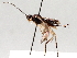  (Phaenocarpa Malaise8743 - BIOUG71236-E10)  @11 [ ] CreativeCommons - Attribution (2021) Centre for Biodiversity Genomics Centre for Biodiversity Genomics