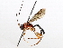  (Stauropoctonus malaise2458 - BIOUG71236-H11)  @11 [ ] CreativeCommons - Attribution (2021) Centre for Biodiversity Genomics Centre for Biodiversity Genomics