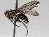  ( - BIOUG71240-D11)  @11 [ ] CreativeCommons - Attribution (2021) Centre for Biodiversity Genomics Centre for Biodiversity Genomics
