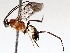  (Meteorus Janzen11 - BIOUG71241-B03)  @11 [ ] CreativeCommons - Attribution (2021) Centre for Biodiversity Genomics Centre for Biodiversity Genomics