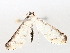  ( - BIOUG71242-G11)  @11 [ ] CreativeCommons - Attribution (2021) Centre for Biodiversity Genomics Centre for Biodiversity Genomics