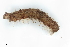  ( - BIOUG71243-H10)  @11 [ ] CreativeCommons - Attribution (2021) CBG Photography Group Centre for Biodiversity Genomics